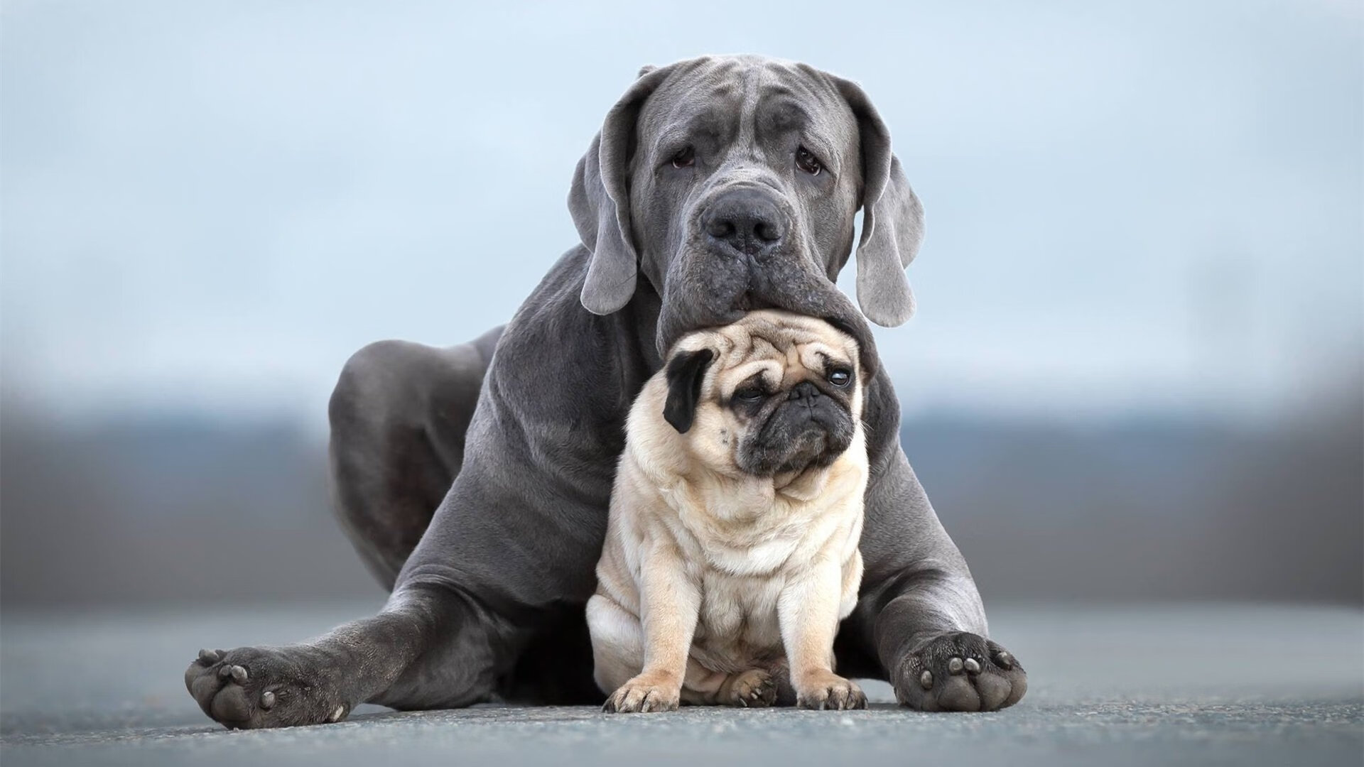 亚冠联赛中国足球惨败 球迷反思技战术问题，亚冠中国足球最新新闻