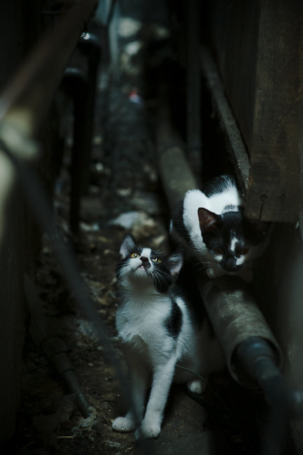 德甲战术革新：变化多端，引领潮流！，德甲解析