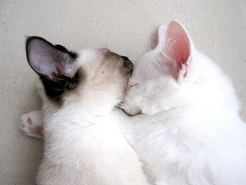 意甲大师级技艺：极致传控引领潮流，意甲中场传球大师